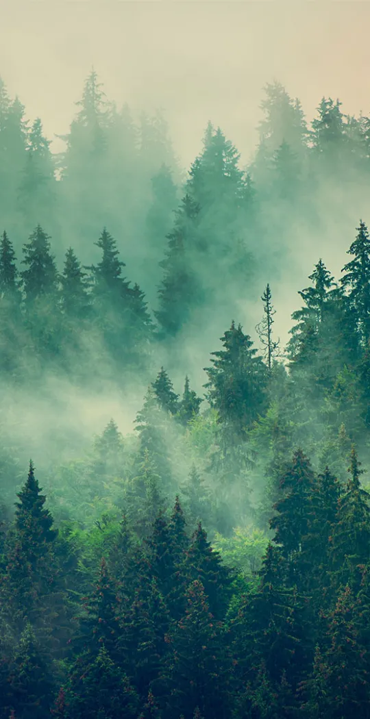 Wald gehüllt in Nebelschwaden. 